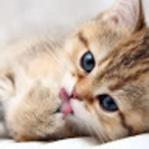 Meet your Posher, Ronni